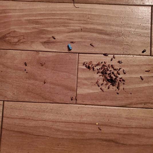 Carol O. - London, UK