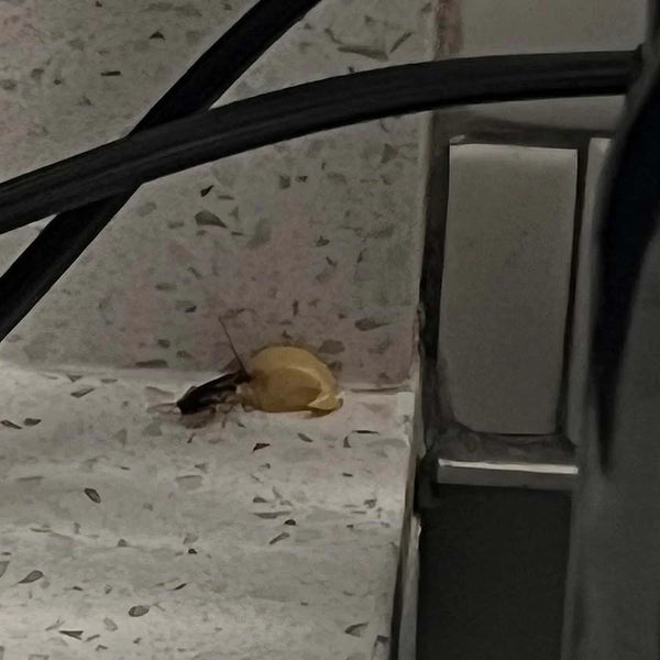 – Jessica R., Verified Buyer