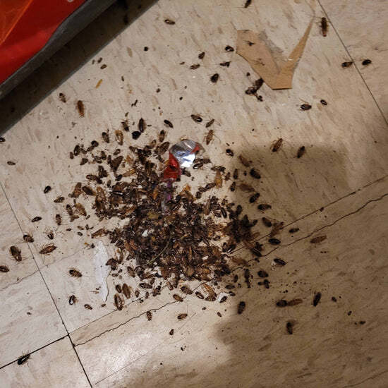 Janine H. - New York, US